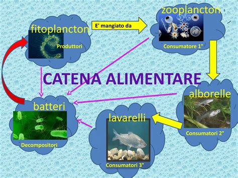 schema riassuntivo dei punti di ingresso dei parassiti nella catena alimentare