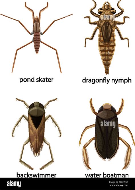 illustrazione di diversi tipi di coleotteri parassiti
