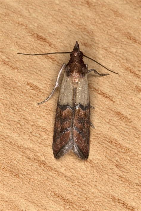 illustrazione della tignola fasciata del grano (Plodia interpunctella) e delle sue larve