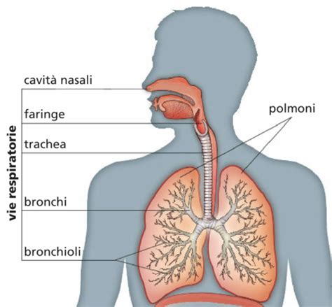 Illustrazione che mostra le vie respiratorie e l'effetto broncodilatatore