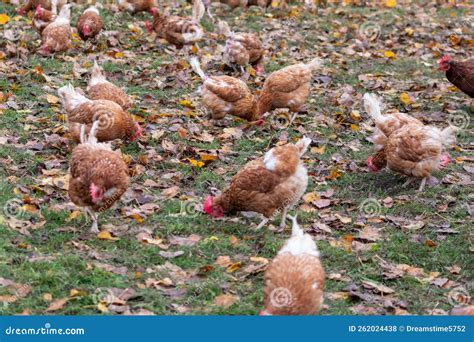 Immagine di un allevamento di polli biologici Fileni immerso nel verde