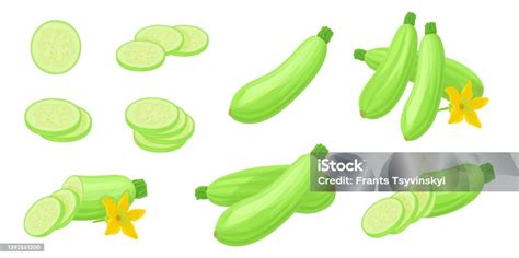 illustrazione di zucchine tagliate a rondelle e a fette longitudinali