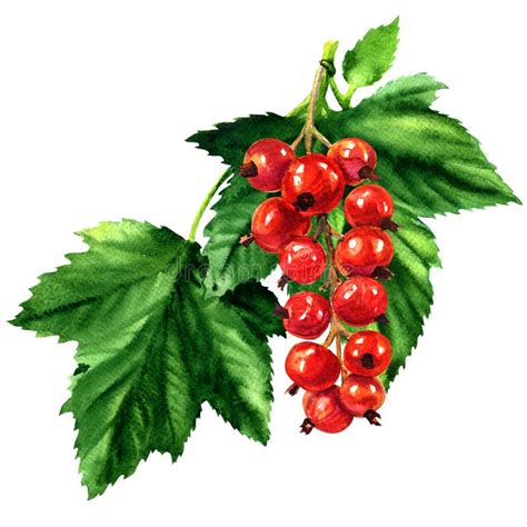 Illustrazione di un grappolo di ribes rosso maturo su un ramo
