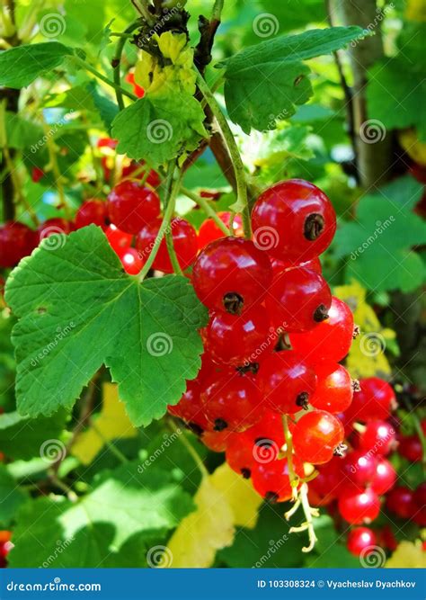 Primo piano di bacche di ribes rosso traslucide in un grappolo