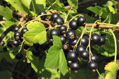 Ghiaccio con bacche di ribes nero e foglie verdi