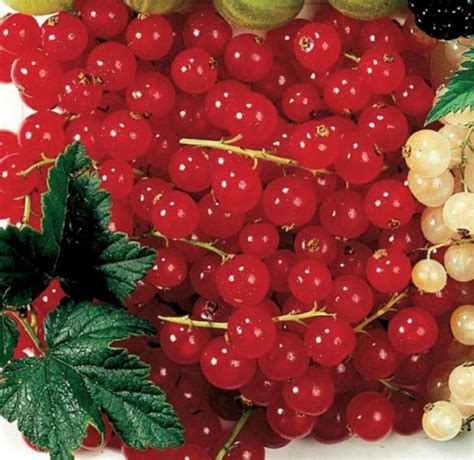 Composizione di diversi frutti di bosco, tra cui ribes, mirtilli e lamponi