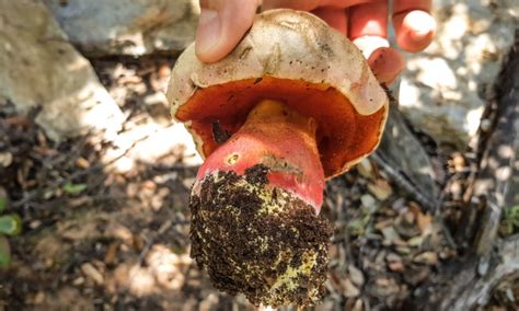 Illustrazioni stilizzate dei quattro tipi di funghi porcini con indicazione approssimativa del periodo di raccolta.