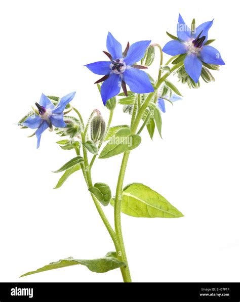 Illustrazione botanica della pianta di borragine con fiori blu