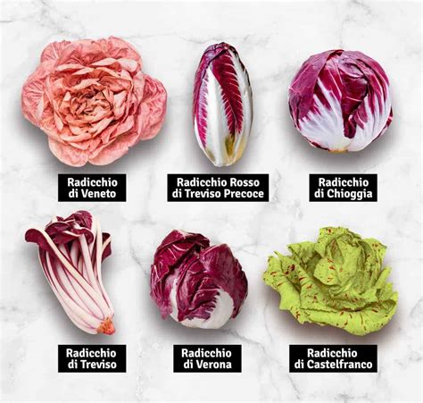 varietà di radicchio rosso (Trevigiano, Chioggia)