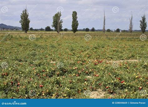 Immagine di un campo di pomodori maturi