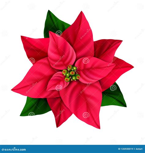 Fiore di stella di Natale rosso come elemento decorativo