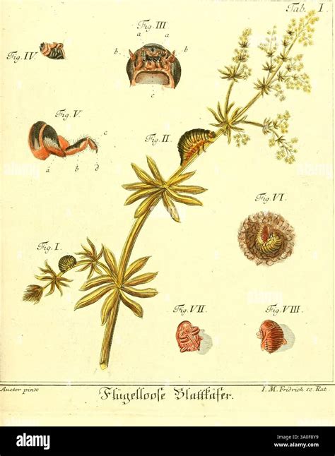 Disegno botanico dell'Asparagus acutifolius mostrando la pianta adulta con i suoi rametti spinosi e i germogli primaverili.