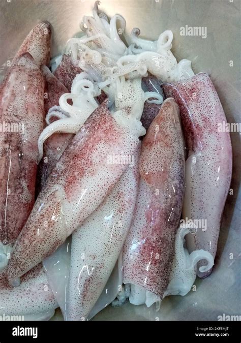calamari freschi puliti pronti per la cottura