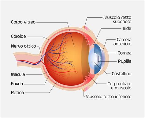 Schema anatomico della regione oculare con evidenziate le aree soggette a occhiaie