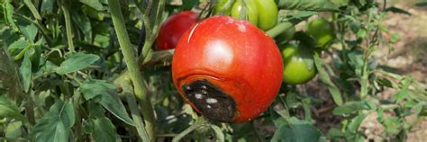 Immagine di pomodori affetti da marciume apicale