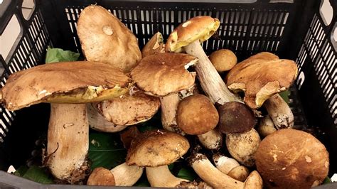 illustrazione che mostra come pulire correttamente i funghi porcini