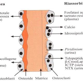Grafico che illustra il processo di riassorbimento osseo e cedimento dei tessuti molli nel viso con l'età.