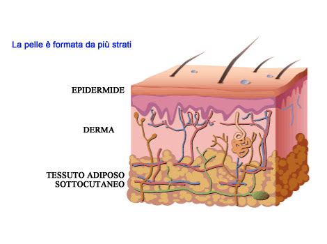 Illustrazione che mostra i diversi strati della pelle e l'importanza dell'idratazione.