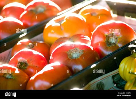 Immagine: Pomodori freschi conditi e pronti per la salsa