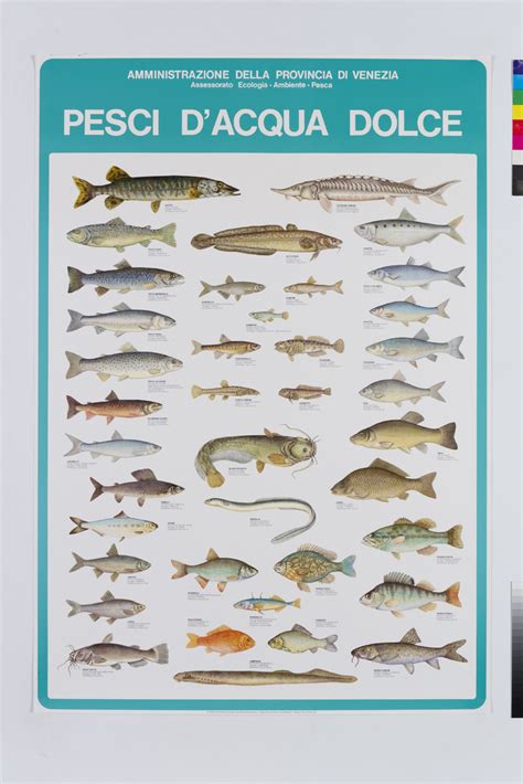 Illustrazione di pesci d'acqua dolce come trota, agone, tinca e carpa.