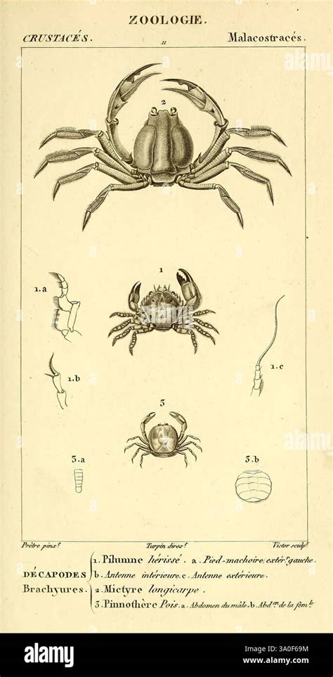 Illustrazione di uno scampo intero con le sue caratteristiche distintive (carapace, chele, antenne, coda a ventaglio)