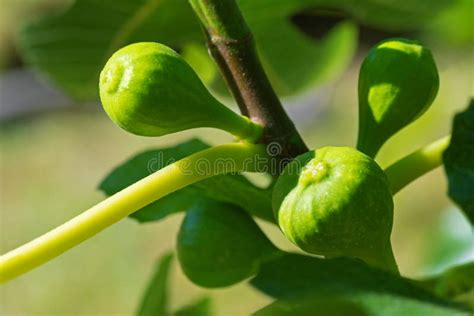 frutti di fico maturi su un ramo
