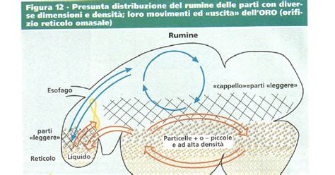 Schema che mostra la struttura anatomica dei prestomaci di un vitello e l'effetto della fibra alimentare.