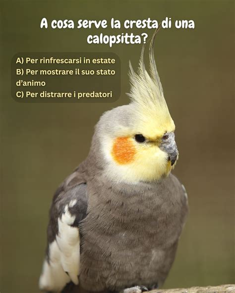 Illustrazione di una Calopsitta con ciuffo eretto, che mostra espressione emotiva.