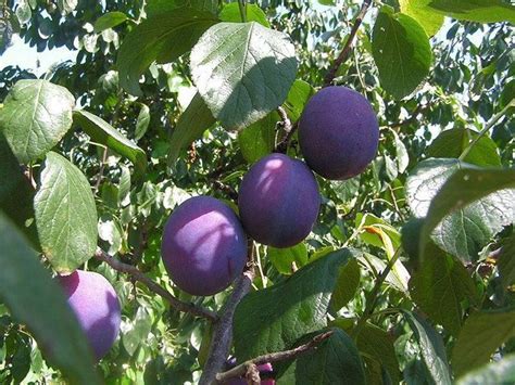 Una distesa di alberi di prugne carichi di frutti in una piantagione californiana
