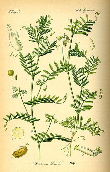 Schema botanico della pianta di lenticchia con evidenziate le foglie, i fiori e i frutti (legumi contenenti i semi)