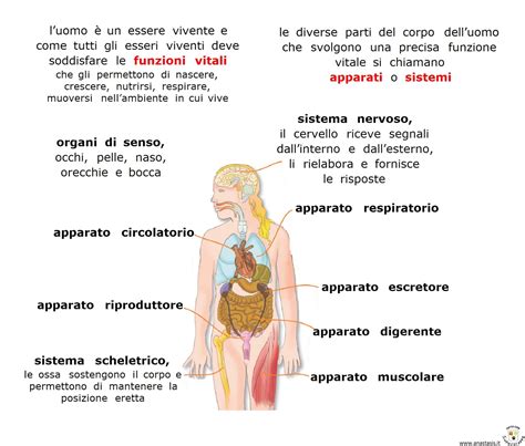 Schema dei benefici del porro per il corpo umano