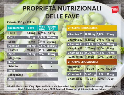 Infografica con i valori nutrizionali delle fave fresche: proteine, fibre, carboidrati, minerali e vitamine.
