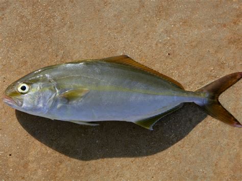 Pesce ricciola intero su un letto di ghiaccio