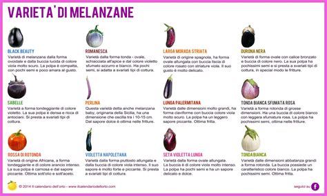 Illustrazione di diverse varietà di melanzane con colori e forme differenti