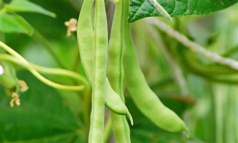 Illustrazione botanica del fagiolo Phaseolus vulgaris, con dettaglio di fusto, foglie, fiori e baccello