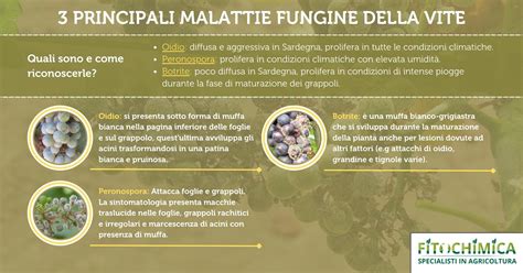 Schema che illustra le principali malattie fungine che colpiscono la pianta di fagiolo