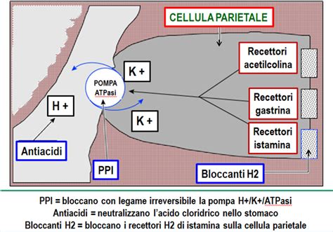Schema di funzionamento degli inibitori di pompa protonica (PPI)