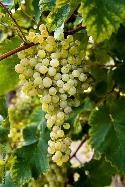 grappolo d'uva bianca e nera