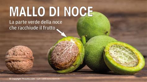 noce con mallo e guscio