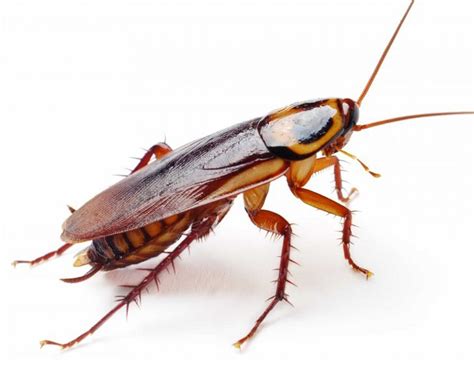 Illustrazione delle principali specie di chenopodiacee infestanti.