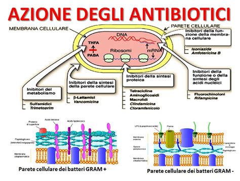 Schema che illustra l'effetto degli antibiotici sulla flora intestinale e il ruolo dei probiotici nel ripristino dell'equilibrio.
