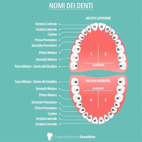 Schema di una cassetta pignoni con indicazione delle dimensioni dei denti e del numero di velocità.