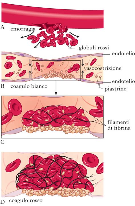 Schema del processo di coagulazione del sangue con evidenza del ruolo delle piastrine