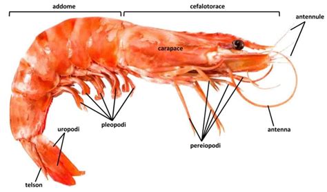 Schema anatomico di un gambero con indicazione delle appendici toraciche e addominali