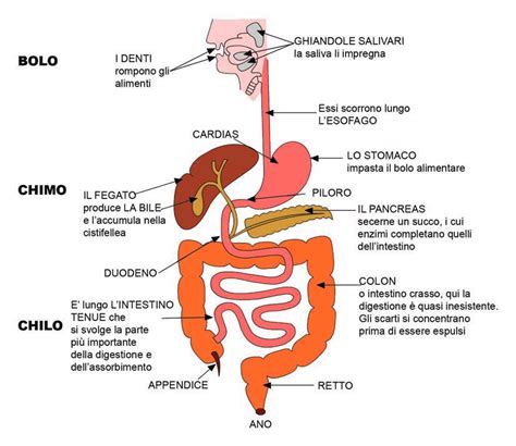 Schema dell'apparato digerente umano con indicazione dello stomaco e dell'intestino.