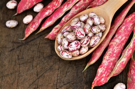 Illustrazione di diverse varietà di fagioli con forme e colori differenti
