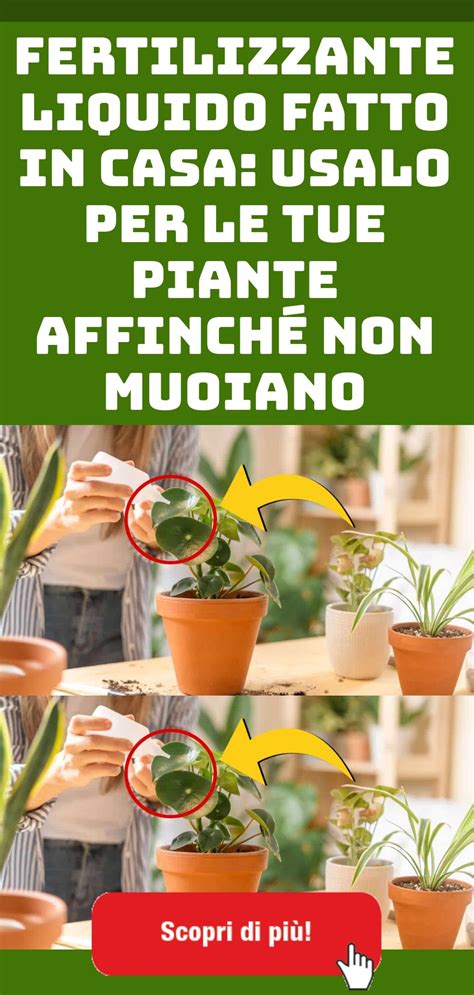 Piante in vaso nutrite con fertilizzante fatto in casa