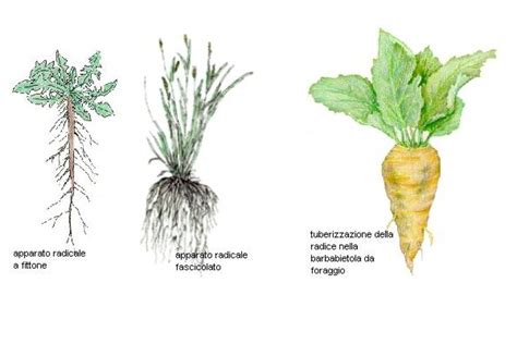 Illustrazione botanica comparativa di carota e pastinaca, evidenziando le differenze nella radice.