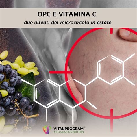Schema che illustra l'azione dei flavonoidi e della vitamina C sulla parete dei vasi sanguigni, promuovendo la vasodilatazione.
