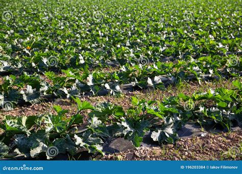 Campo coltivato con zucchine mature